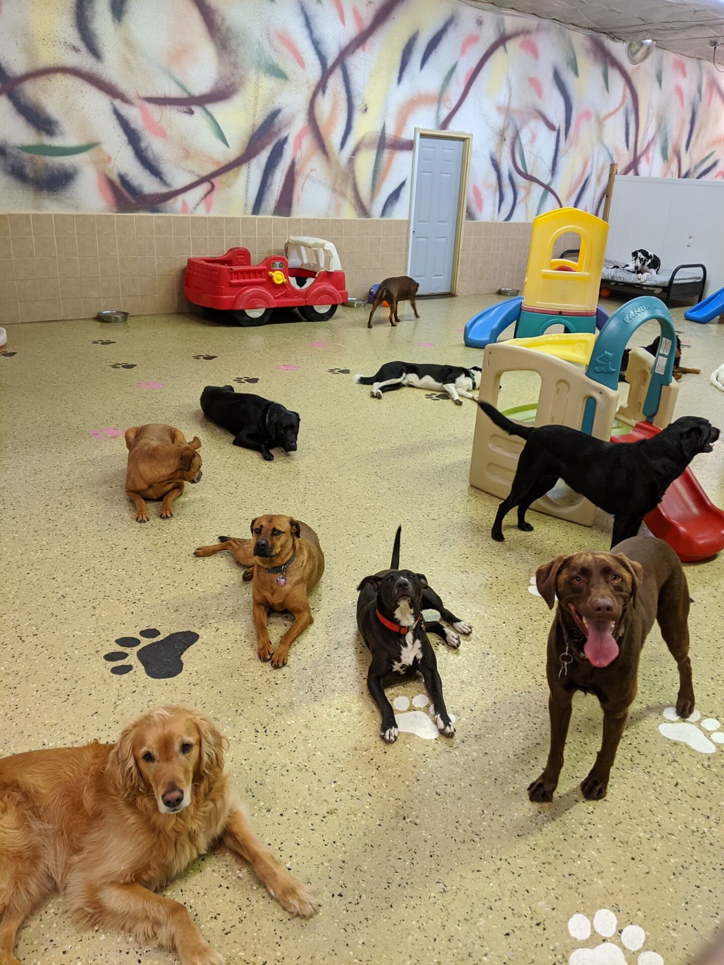 Dog Daycare Fun Fur Pets